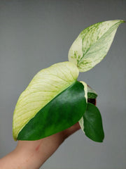 Monstera Jungle Mint