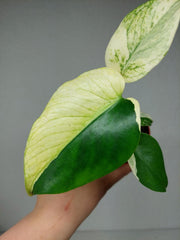 Monstera Jungle Mint