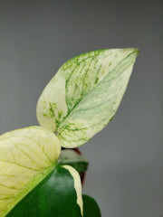 Monstera Jungle Mint