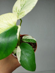 Monstera Jungle Mint