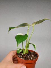 Monstera Jungle Mint