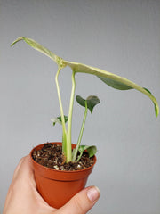 Monstera Jungle Mint