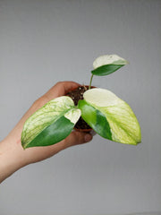 Monstera Jungle Mint