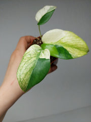 Monstera Jungle Mint