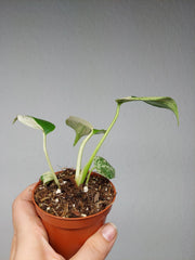 Monstera Jungle Mint