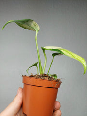 Monstera Jungle Mint