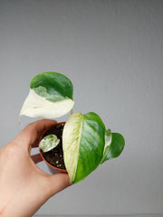 Monstera Jungle Mint