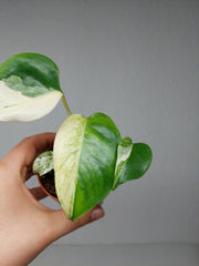 Monstera Jungle Mint
