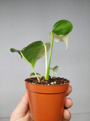 Monstera Jungle Mint