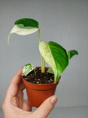 Monstera Jungle Mint