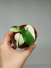 Monstera Jungle Mint