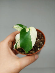 Monstera Jungle Mint