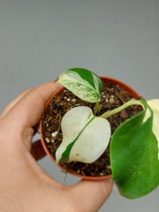 Monstera Jungle Mint