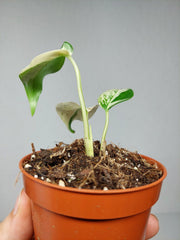 Monstera Jungle Mint
