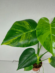 Monstera Aurea Yellow Marilyn