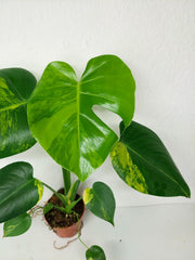 Monstera Aurea Yellow Marilyn