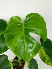 Monstera Aurea Yellow Marilyn