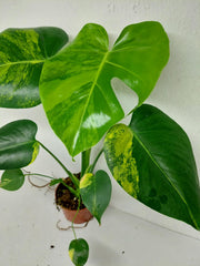 Monstera Aurea Yellow Marilyn