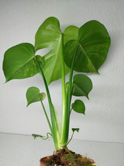 Monstera Aurea Yellow Marilyn