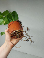 Monstera Aurea Yellow Marilyn