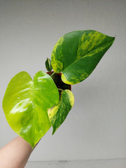 Monstera Aurea Yellow Marilyn
