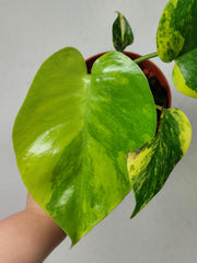 Monstera Aurea Yellow Marilyn