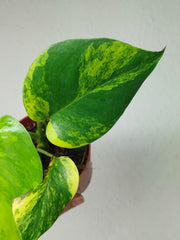 Monstera Aurea Yellow Marilyn