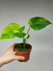 Monstera Aurea Yellow Marilyn