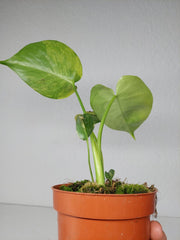 Monstera Aurea Yellow Marilyn