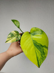 Monstera Aurea Yellow Marilyn