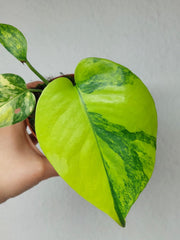 Monstera Aurea Yellow Marilyn