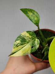 Monstera Aurea Yellow Marilyn