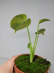Monstera Aurea Yellow Marilyn