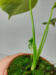 Monstera Aurea Yellow Marilyn