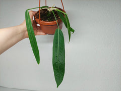 Anthurium Pallidiflorum
