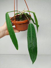 Anthurium Pallidiflorum