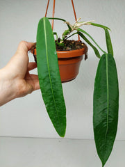 Anthurium Pallidiflorum
