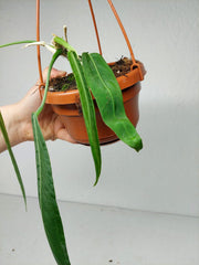 Anthurium Pallidiflorum