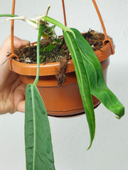 Anthurium Pallidiflorum