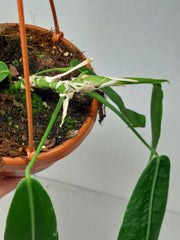 Anthurium Pallidiflorum