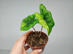 Alocasia Jacklyn Aurea