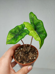 Alocasia Jacklyn Aurea