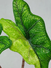Alocasia Jacklyn Aurea