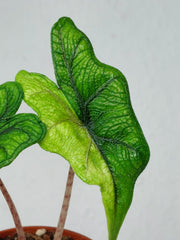 Alocasia Jacklyn Aurea