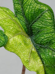 Alocasia Jacklyn Aurea