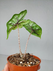 Alocasia Jacklyn Aurea
