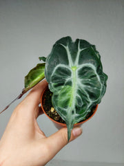 Alocasia Venom Aurea