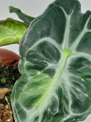 Alocasia Venom Aurea