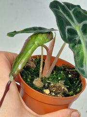 Alocasia Venom Aurea