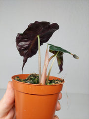 Alocasia Venom Aurea